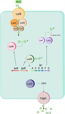 A Redox-Based Autoinduction Strategy to Facilitate Expression of 5xCys-Tagged Proteins for Electrobiofabrication